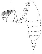 Espce Pseudeuchaeta major - Planche 1 de figures morphologiques