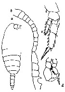 Espce Temorites brevis - Planche 8 de figures morphologiques
