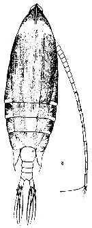 Espce Aetideus giesbrechti - Planche 12 de figures morphologiques