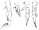 Espce Chiridius polaris - Planche 13 de figures morphologiques