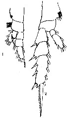 Espce Gaetanus brevispinus - Planche 20 de figures morphologiques