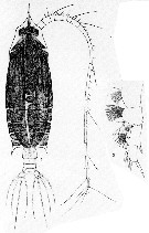 Espce Gaetanus pileatus - Planche 17 de figures morphologiques