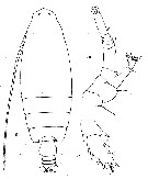 Species Euchirella truncata - Plate 9 of morphological figures