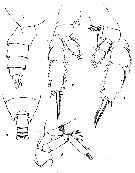 Espce Pseudochirella spinosa - Planche 1 de figures morphologiques