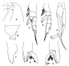 Espce Paraeuchaeta kurilensis - Planche 3 de figures morphologiques