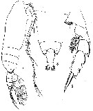Espce Pseudochirella hirsuta - Planche 6 de figures morphologiques