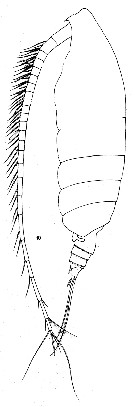 Species Chirundinella magna - Plate 8 of morphological figures