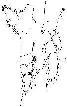 Species Chirundinella magna - Plate 9 of morphological figures
