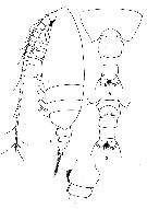 Espce Undeuchaeta incisa - Planche 11 de figures morphologiques