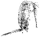 Espce Racovitzanus antarcticus - Planche 10 de figures morphologiques