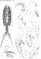 Espce Cornucalanus chelifer - Planche 10 de figures morphologiques
