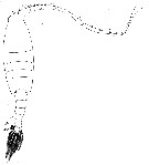Species Gaussia princeps - Plate 13 of morphological figures