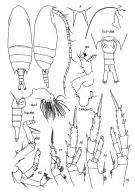 Espce Aetideus pacificus - Planche 1 de figures morphologiques