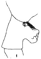 Espce Paraeuchaeta gracilis - Planche 4 de figures morphologiques
