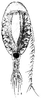 Espce Lucicutia gaussae - Planche 7 de figures morphologiques