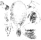 Espce Pseudhaloptilus longimanus - Planche 2 de figures morphologiques