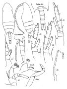 Espce Aetideus pacificus - Planche 2 de figures morphologiques