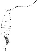 Espce Arietellus armatus - Planche 2 de figures morphologiques
