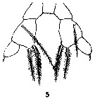 Espce Arietellus simplex - Planche 11 de figures morphologiques