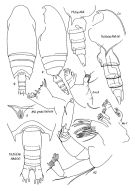 Espce Aetideopsis armata - Planche 1 de figures morphologiques