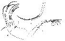 Espce Temorites minor - Planche 5 de figures morphologiques