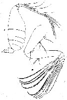 Espce Pseudeuchaeta brevicauda - Planche 8 de figures morphologiques