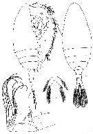 Espce Paraugaptilus meridionalis - Planche 3 de figures morphologiques