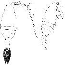 Espce Valdiviella insignis - Planche 7 de figures morphologiques
