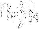 Espce Metridia princeps - Planche 16 de figures morphologiques