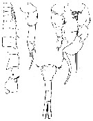 Espce Pseudodiaptomus marshi - Planche 3 de figures morphologiques