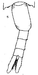 Espce Pseudodiaptomus acutus - Planche 5 de figures morphologiques