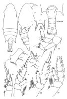 Espce Aetideopsis carinata - Planche 1 de figures morphologiques