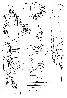 Espce Calanus agulhensis - Planche 2 de figures morphologiques