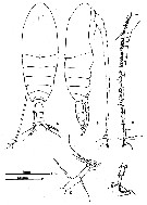 Espce Calanus agulhensis - Planche 4 de figures morphologiques