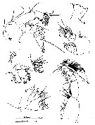 Espce Calanus agulhensis - Planche 5 de figures morphologiques