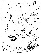 Espce Temorites michelae - Planche 1 de figures morphologiques