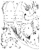 Espce Temorites unispina - Planche 1 de figures morphologiques