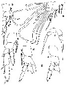 Espce Temorites unispina - Planche 2 de figures morphologiques