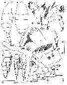 Espce Temorites spinifera - Planche 4 de figures morphologiques
