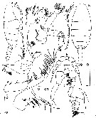 Species Temorites sarsi - Plate 3 of morphological figures