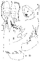 Espce Temorites elegans - Planche 2 de figures morphologiques