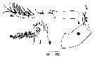 Espce Temorites minor - Planche 6 de figures morphologiques