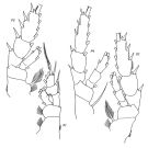 Espce Aetideopsis minor - Planche 4 de figures morphologiques