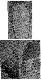 Espce Temorites sarsi - Planche 4 de figures morphologiques