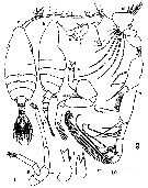 Espce Paraugaptilus bermudensis - Planche 1 de figures morphologiques