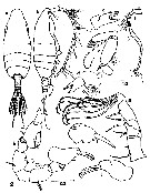 Espce Paraugaptilus bermudensis - Planche 2 de figures morphologiques