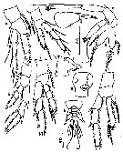 Espce Paraugaptilus bermudensis - Planche 3 de figures morphologiques