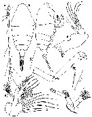 Species Chiridiella brooksi - Plate 2 of morphological figures