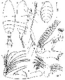 Espce Chiridiella gibba - Planche 2 de figures morphologiques