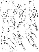 Espce Chiridiella gibba - Planche 3 de figures morphologiques